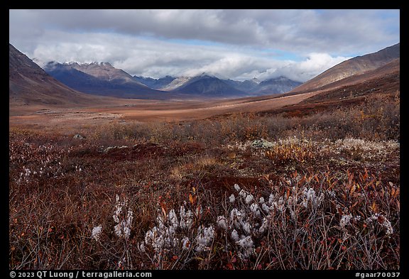 Arctic cottongrass and Inukpasugruk Valley in autumn. Gates of the Arctic National Park (color)