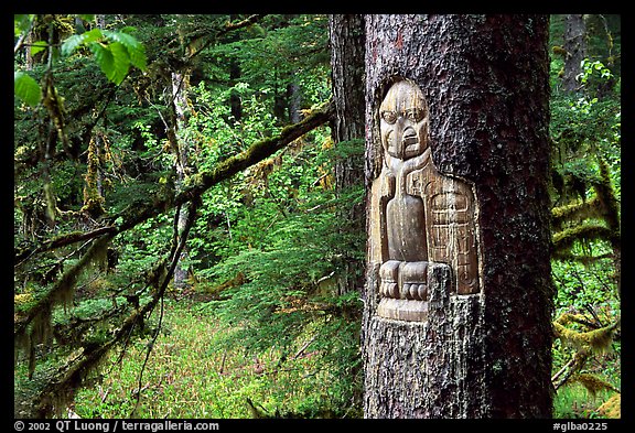 Tree carved by native Tlingit indians, Bartlett Cove. Glacier Bay National Park, Alaska, USA.
