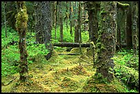 Mosses and trees in rainforest, Bartlett Cove. Glacier Bay National Park, Alaska, USA. (color)
