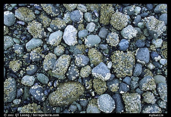 Rocks covered with mussels at low tide, Muir inlet. Glacier Bay National Park, Alaska, USA.
