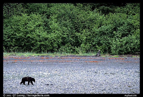 Grizzly bear on beach. Glacier Bay National Park (color)
