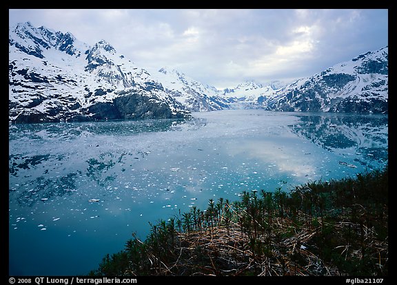 Dwarf plants and John Hopkins inlet. Glacier Bay National Park, Alaska, USA.