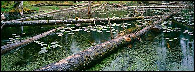 Fallen logs in pond. Glacier Bay National Park, Alaska, USA.