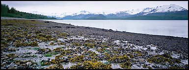 Shore with seaweed uncovered by low tide. Glacier Bay National Park, Alaska, USA.