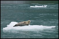 Seal hauled out on iceberg. Glacier Bay National Park, Alaska, USA. (color)
