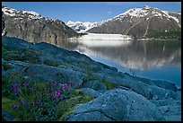 Dwarf fireweed, with Mount Fairweather and Margerie Glacier across bay. Glacier Bay National Park ( color)
