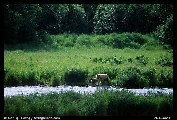 Brown bears in Brooks river. Katmai National Park (color)