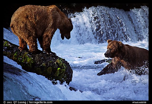 Brown bears fishing at the Brooks falls. Katmai National Park, Alaska, USA.