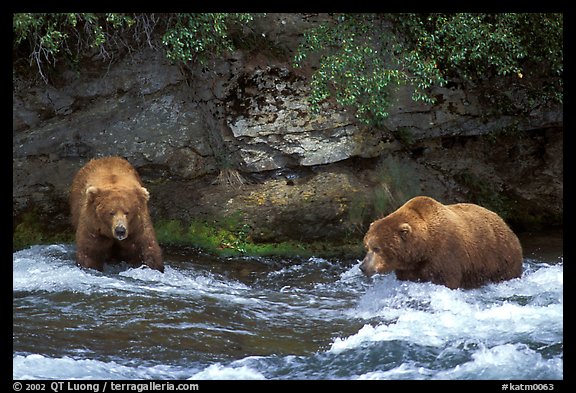 Brown bears (scientific name: ursus arctos) fishing at the Brooks falls. Katmai National Park, Alaska, USA.