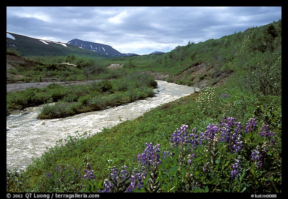 Wildflowers and Lethe river at the edge of the Valley of Ten Thousand smokes. Katmai National Park (color)