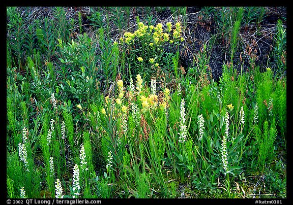 Orchids and Yellow paintbrush. Katmai National Park (color)