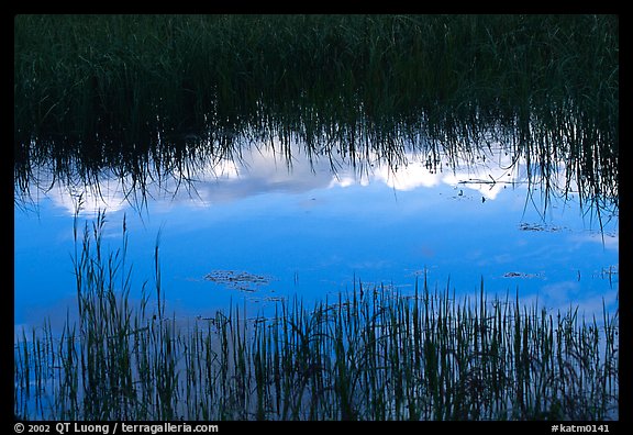 Reflections in pond near Brooks camp. Katmai National Park, Alaska, USA.