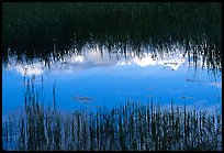 Reflections in pond near Brooks camp. Katmai National Park, Alaska, USA. (color)