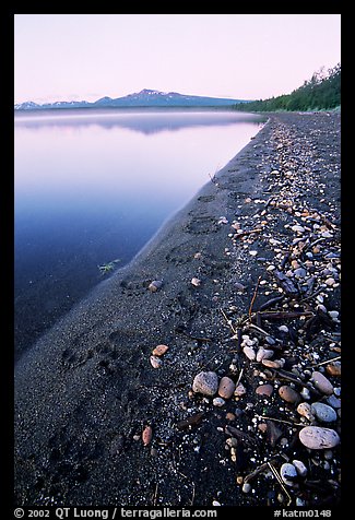 Bear tracks on the shore of Naknek lake. Katmai National Park, Alaska, USA.