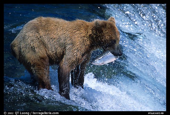 Brown bear holding in mounth  salmon at Brooks falls. Katmai National Park, Alaska, USA.