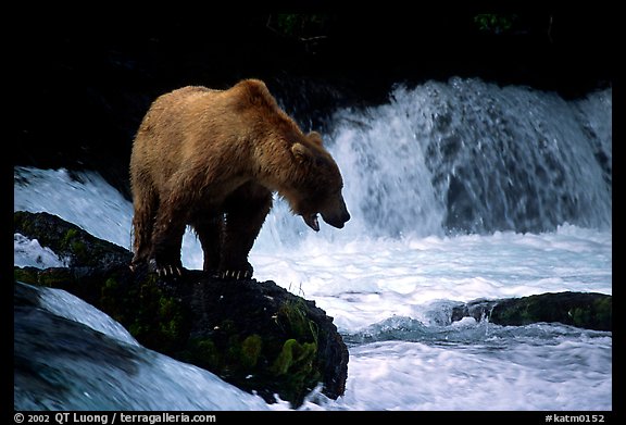 Brown bear standing on rock at Brooks falls. Katmai National Park, Alaska, USA.