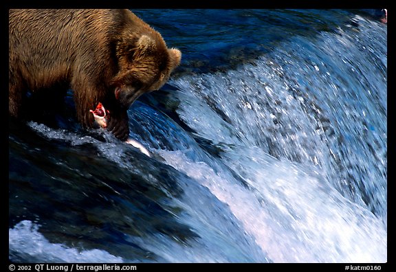 Brown bear (Ursus arctos) holding salmon with leg at Brooks falls. Katmai National Park, Alaska, USA.