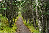Narrow trail in dark forest, Brooks Camp. Katmai National Park ( color)