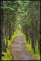 Trail in dense forest, Brooks Camp. Katmai National Park ( color)