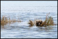 Bear head emerging from rippled water. Katmai National Park ( color)