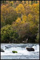 Brown Coastal Bear at Brooks Falls in autumn. Katmai National Park ( color)