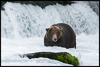 Fat brown bear at Brooks Falls. Katmai National Park ( color)