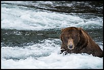 Coastal Bear in Brooks River. Katmai National Park ( color)