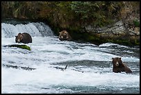 Bears in Brooks River below Brooks Falls. Katmai National Park ( color)
