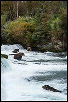 Grizzly Bears gathered at Brooks Falls. Katmai National Park ( color)