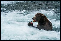 Brown Bear eating salmon, Brooks River. Katmai National Park ( color)
