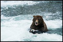 Grizzly Bear eating a salmon, Brooks River. Katmai National Park ( color)