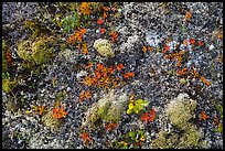 Close-up of autumn tundra. Katmai National Park ( color)