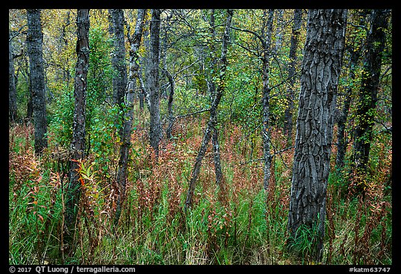 Deciduous forest in autumn. Katmai National Park, Alaska, USA.