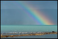 Rainbow, seagulls, and bear, Naknek Lake. Katmai National Park ( color)