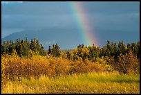 Grasses and rainbow, Brooks Camp. Katmai National Park, Alaska, USA.