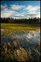 Grasses and pond, Brooks Camp. Katmai National Park, Alaska, USA.