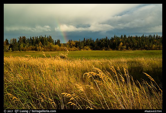 Grasses, meadow, and rainbow. Katmai National Park, Alaska, USA.