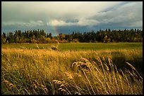 Grasses, meadow, and rainbow. Katmai National Park, Alaska, USA.