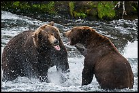 Grizzly bears fighting in Brooks River. Katmai National Park ( color)
