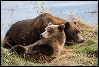 Sow and bear cub sleeping. Katmai National Park ( color)
