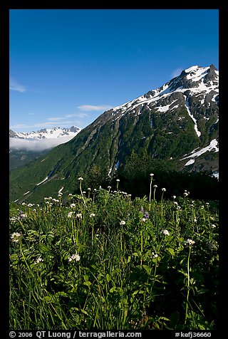 Wildflowers and peak. Kenai Fjords National Park, Alaska, USA.