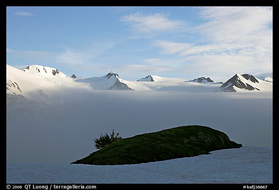 Patch of grass emerging from snow cover and mountains. Kenai Fjords National Park, Alaska, USA.