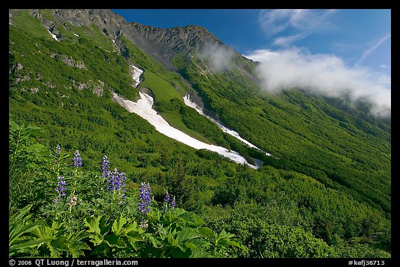 Lupine, neve, and verdant mountain slopes. Kenai Fjords National Park, Alaska, USA.