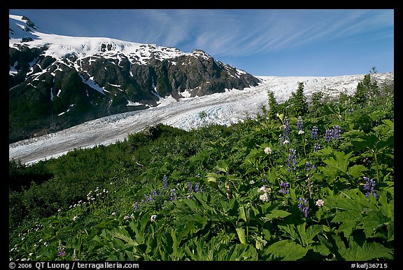 Wildflowers at Marmot Meadows, and Exit Glacier. Kenai Fjords National Park, Alaska, USA.