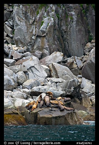 Stellar sea lions hauled out on rock. Kenai Fjords National Park (color)