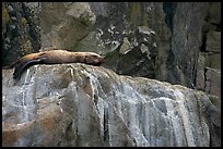 Stellar sea lion sleeping on rock. Kenai Fjords National Park ( color)