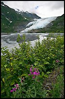 Dwarf fireweed and Exit Glacier. Kenai Fjords National Park, Alaska, USA. (color)