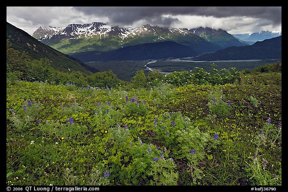 Dwarf Lupine and cloudy Resurection Mountains. Kenai Fjords National Park, Alaska, USA.