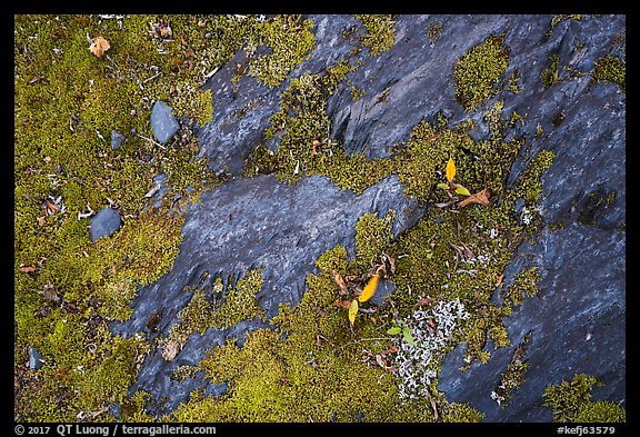 Close-up of rock slab with mosses. Kenai Fjords National Park, Alaska, USA.