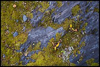 Close-up of rock slab with mosses. Kenai Fjords National Park, Alaska, USA.